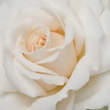 Trandafiri online - Alb - trandafir teahibrid - trandafir cu parfum intens - Rosa Métro - Samuel Darragh McGredy IV. - ,-